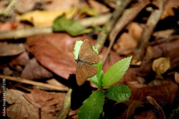 Fototapeta inseto borboleta - Lepidoptera