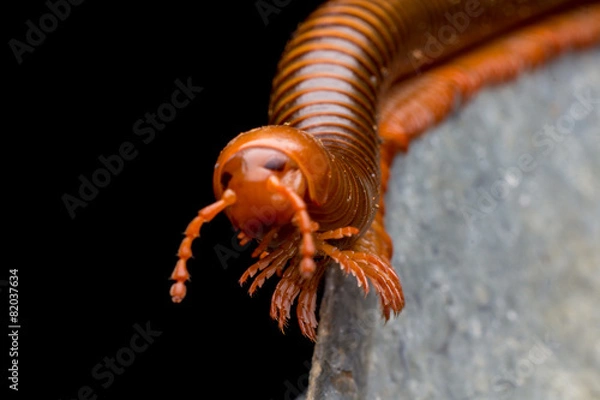 Obraz close up of the millipede