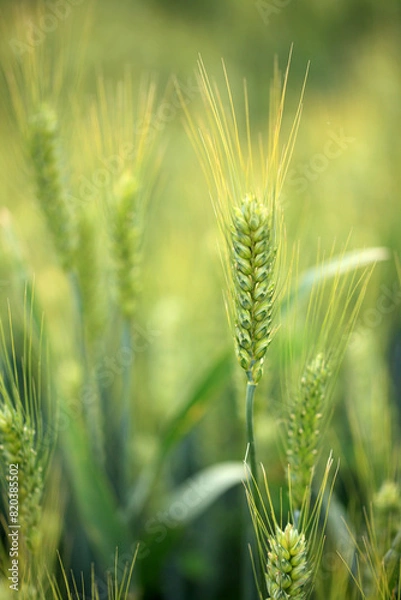Fototapeta Wheat is growing in the field ,The wheat fields are under the blue sky and white clouds