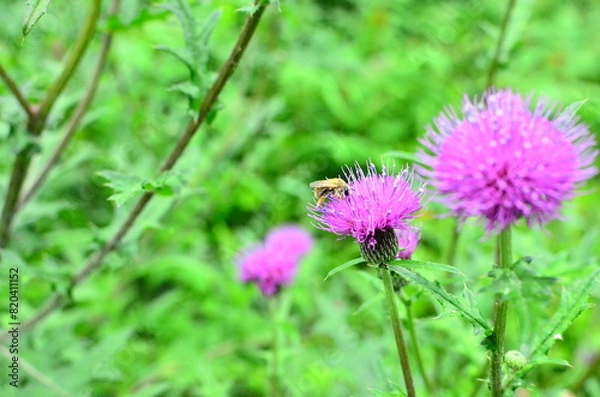 Fototapeta Mt.Hokyo is a 461-meter-high mountain located in the northeastern part of Tsukuba City, Ibaraki JAPAN. To the east, you can see Kasumigaura, which is the second largest in Japan, and the Pacific Ocean
