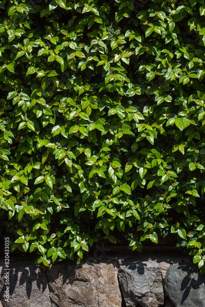 Obraz 街中の様々な建造物の壁の模様