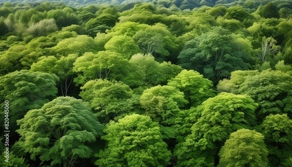 Fototapeta Lush Green Forest Canopy Landscape Aerial View