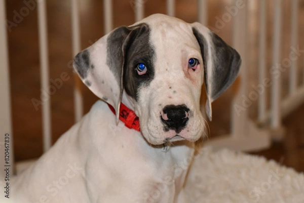 Fototapeta Great Dane Puppy, Blue Piebald