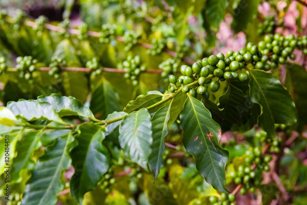 Obraz the photo of coffee plant with full of raw coffee berries