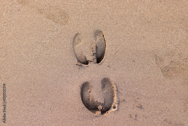 Fototapeta Footsteps of cow in the send. Footprint of cow in the ocean send.