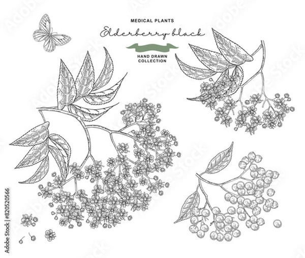 Obraz Elderflower branch. Sambucus or elderberry blossom set. Vector illustration hand drawn. Vintage engraving style.