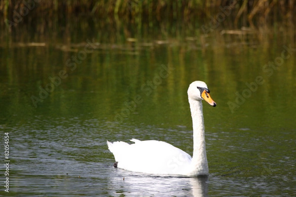 Fototapeta Ein Schwan im See