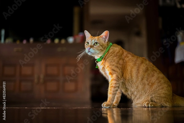 Fototapeta Adorable orange domestic cat sitting on the floor and looking somewhere at day time in the house.