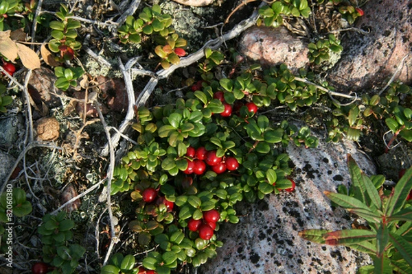 Obraz Брусника