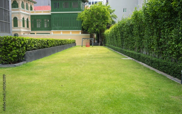 Obraz Green grass and cones