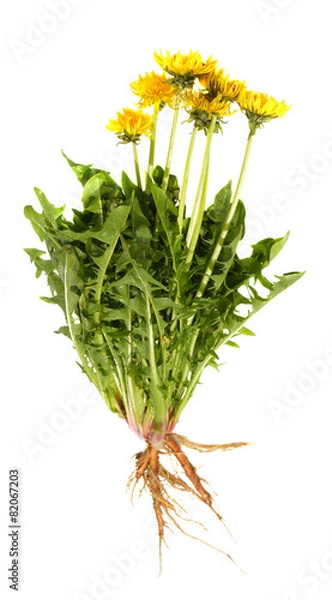 Obraz Dandelion