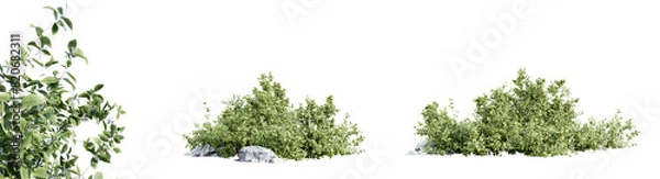 Fototapeta Aronia Melanocarpa shrub isolated on transparent background. 3D render.