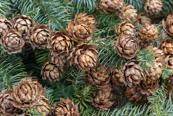 Fototapeta Close-up of Chinese fir seeds in forest park.