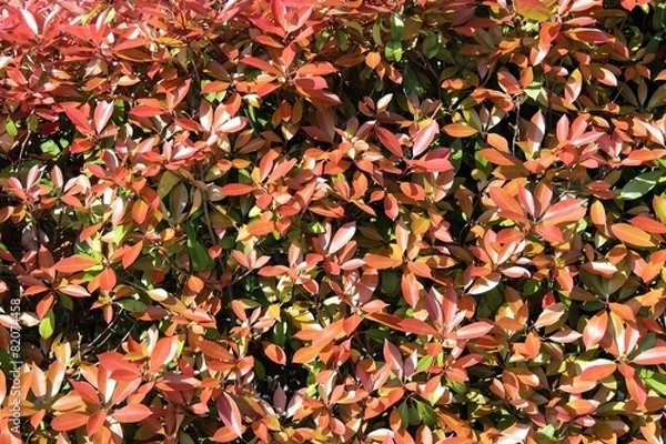 Fototapeta Hedgerow Texture