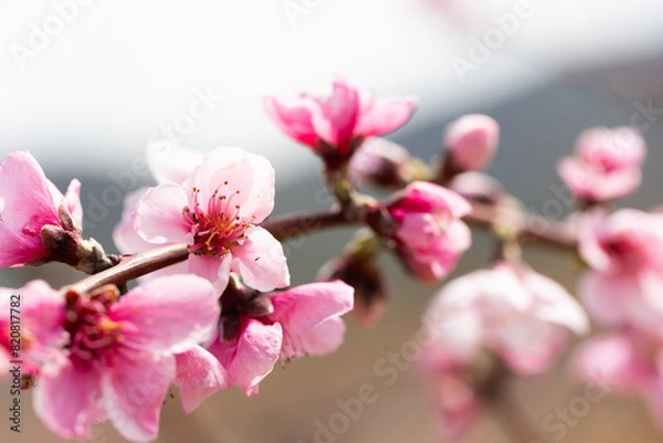 Obraz Peach flowering trees in gardens in spring