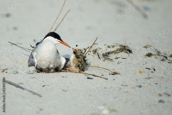 Obraz Common Terns