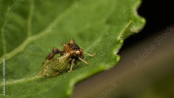 Fototapeta strange insect walking on a green leaf (Cyphonia)
