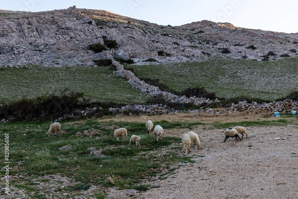 Obraz flock of sheep in the mountains