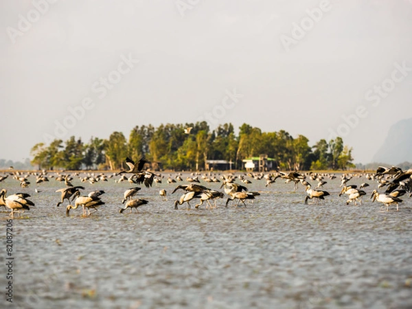 Fototapeta Asian Openbill