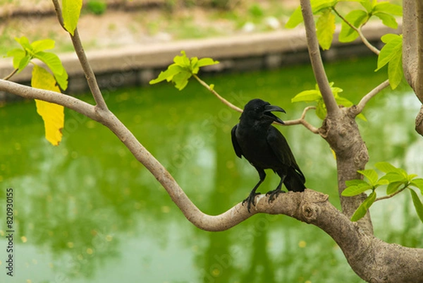 Fototapeta a crow perched on a low branch inside the Lumpini Park, Bangkok, Thailand