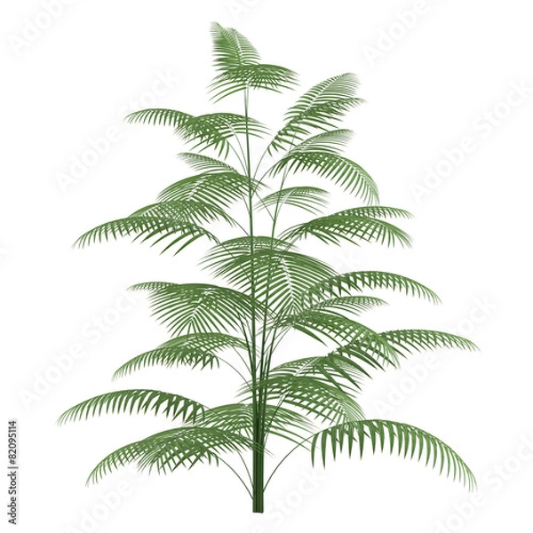 Obraz Palm plant tree isolated