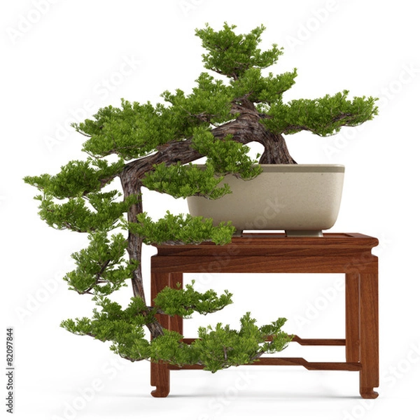 Fototapeta Bonsai pine tree in a pot