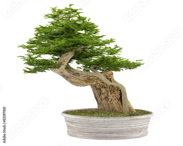 Fototapeta Bonsai tree in a pot