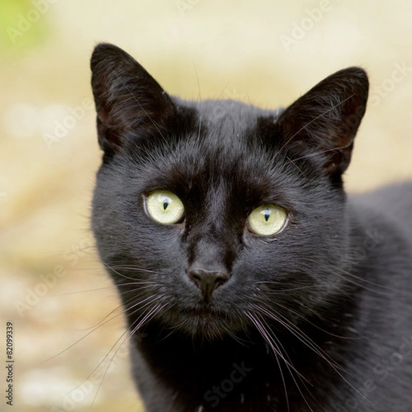 Fototapeta Black cat with green eyes portrait