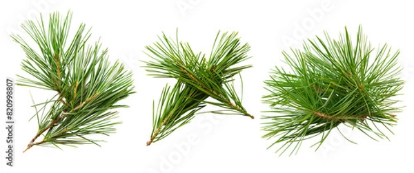 Obraz Three lush green pine tree branches isolated on a white background, showcasing natural texture and evergreen foliage.