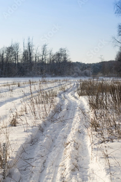 Obraz Landscape in the forest