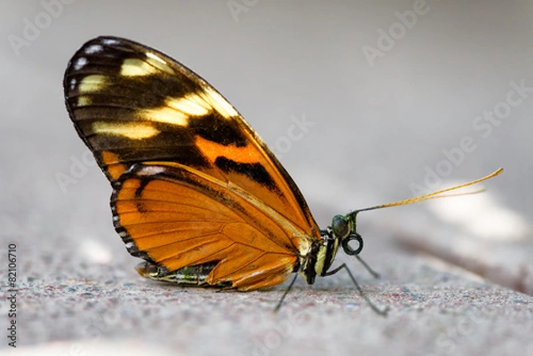 Obraz Orange Butterfly recovering after falling into the water