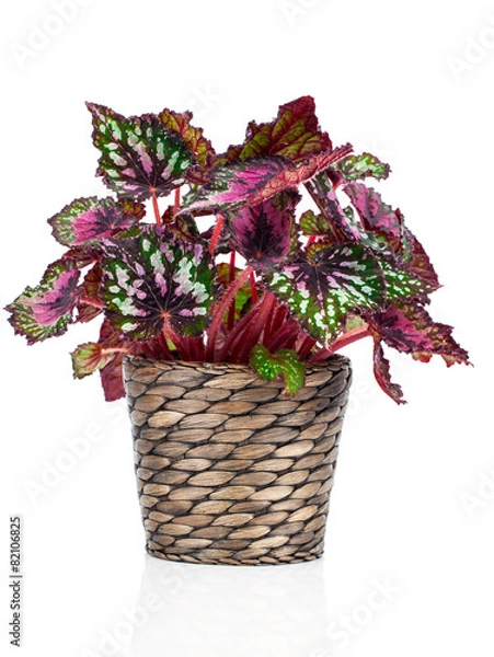 Obraz Begonia plant in pot, on white background