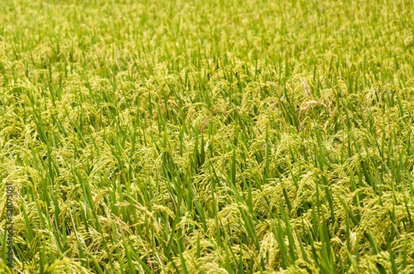 Obraz Rice Field