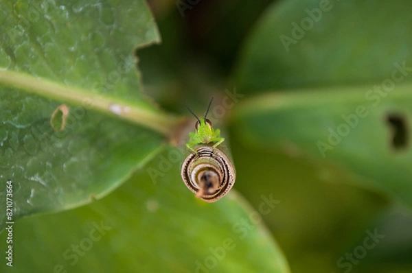 Fototapeta Grasshopper on a Leaf
