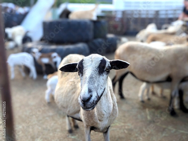 Obraz sheep and lamb