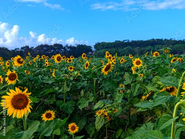 Obraz sunflower field with sky