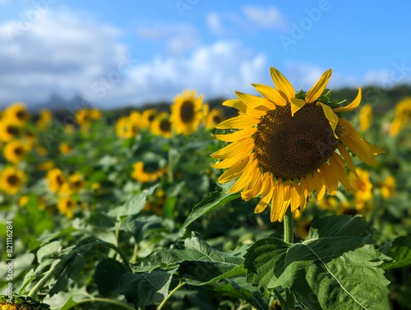Obraz sunflower in the field