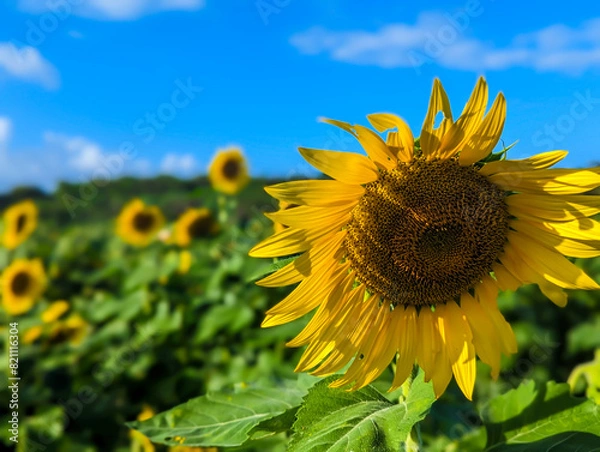 Obraz sunflower on a field