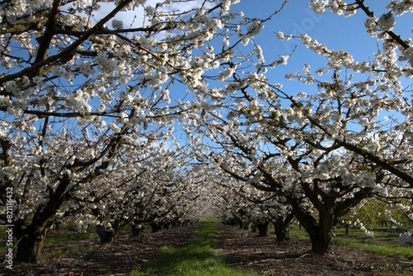 Fototapeta CERISIERS
