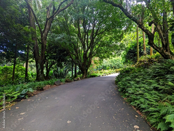 Obraz road in the forest