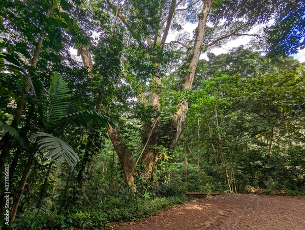 Obraz trees in the garden