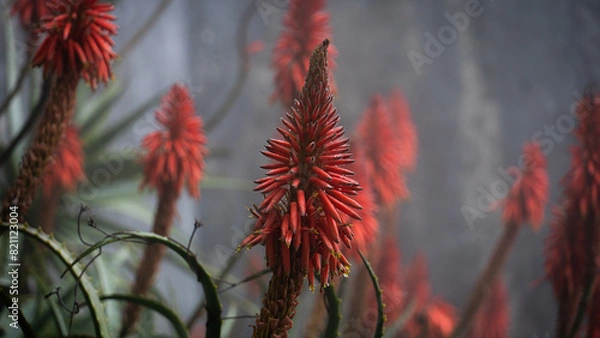 Obraz red aloe 
