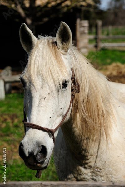 Obraz cheval camarguais