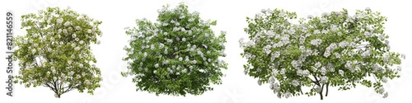 Obraz Set of Spiraea Betulifolia plant , Flowers grown in the garden with isolated on transparent background. PNG file, 3D rendering illustration, Clip art and cut out