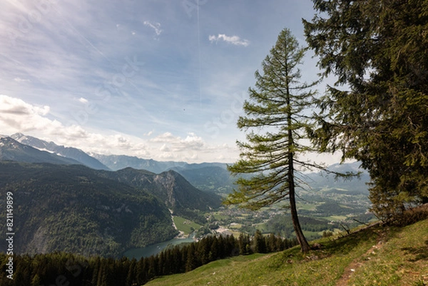 Obraz Der Baum am Hang