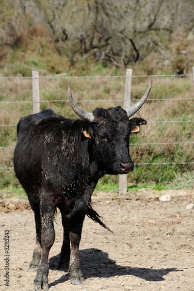 Obraz taureau camarguais