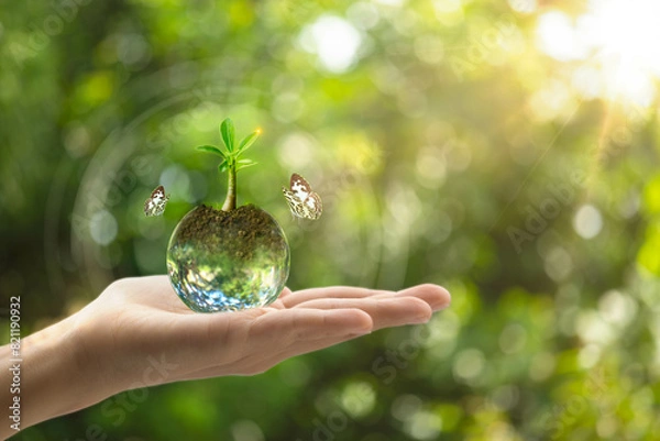 Fototapeta Young tree on hand for sustainable of environment with a butterfly. Growing plant and protect global warming concept.