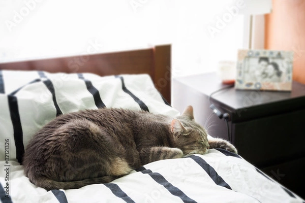Obraz European shorthair cat sleeping in bed at home
