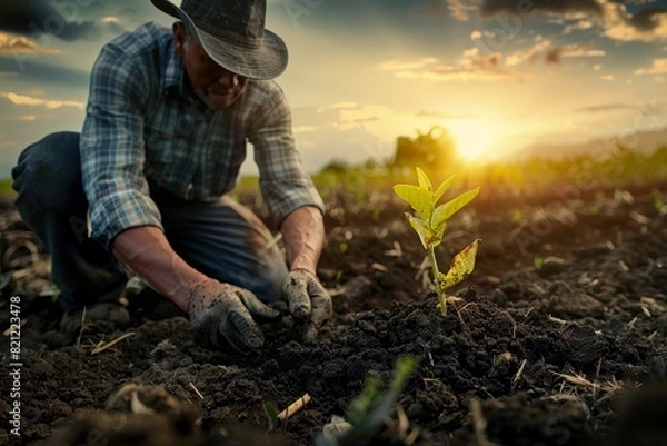 Fototapeta a sweaty male farmer planting a seedling on a heap of black dirt in the field of farm, morning hours
