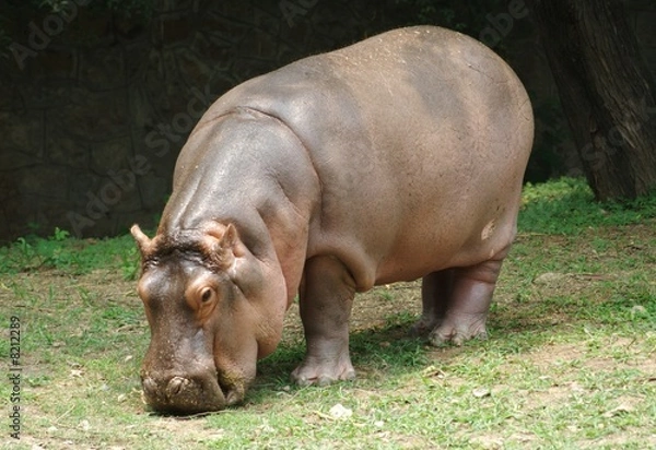 Obraz Hippopotamus